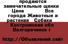продаются замечательные щенки › Цена ­ 10 000 - Все города Животные и растения » Собаки   . Костромская обл.,Волгореченск г.